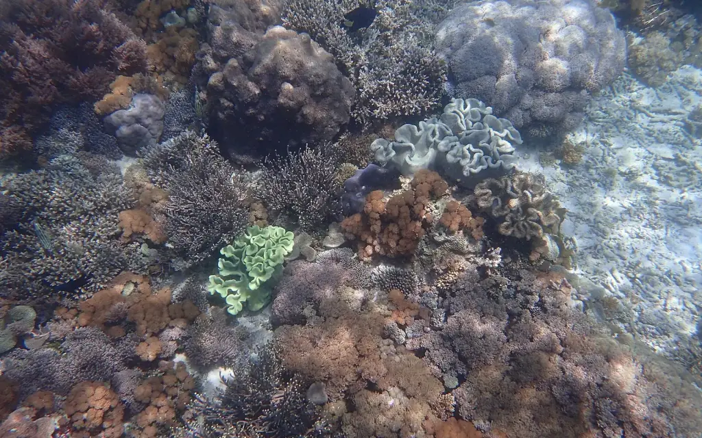 Hard and branching corals in clear shallow water at Pink Beach, Komodo National Park.