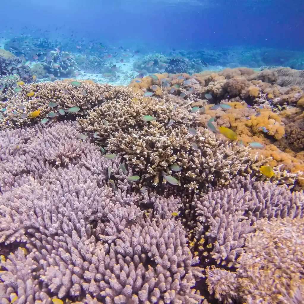 Best time to visit Kanawa Island & Komodo for snorkeling
