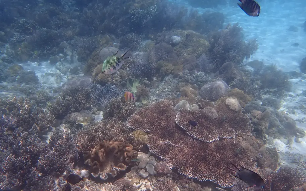 Coral heads and small reef fish in shallow sunlit water at Pink Beach, Komodo National Park.