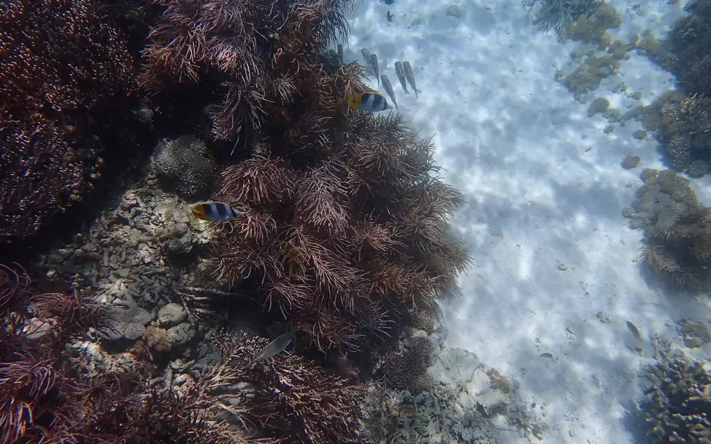 Dense coral cover with sea urchins and reef fish in shallow water at Pink Beach, Komodo National Park.