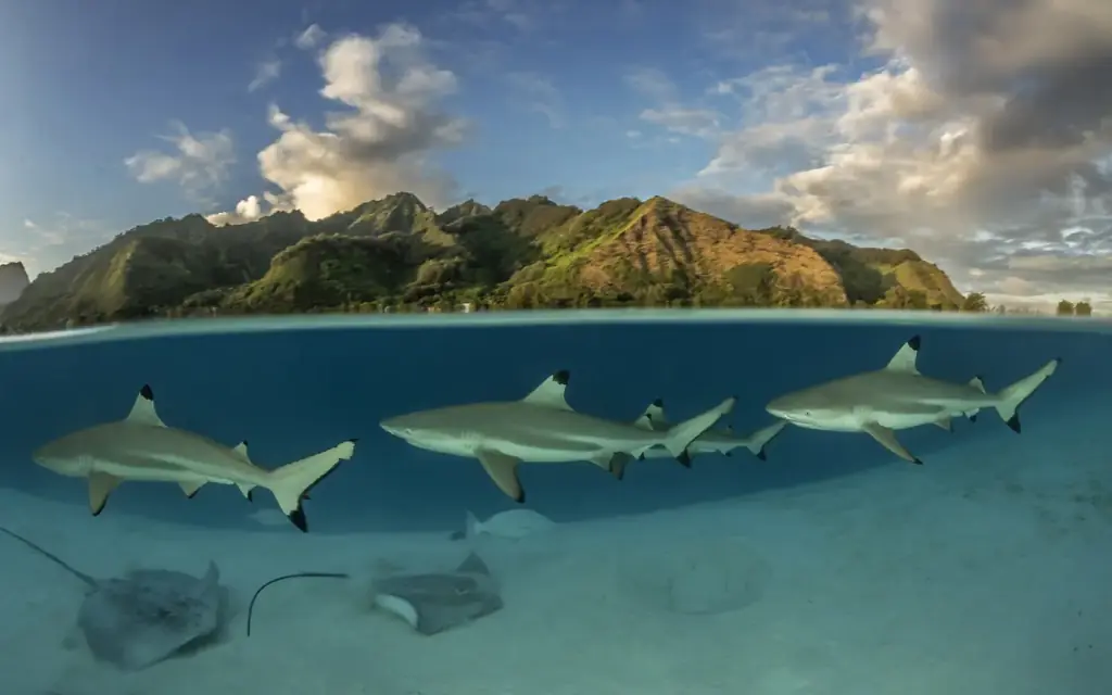 Blacktip reef sharks cruising through shallow water at Moorea, French Polynesia.