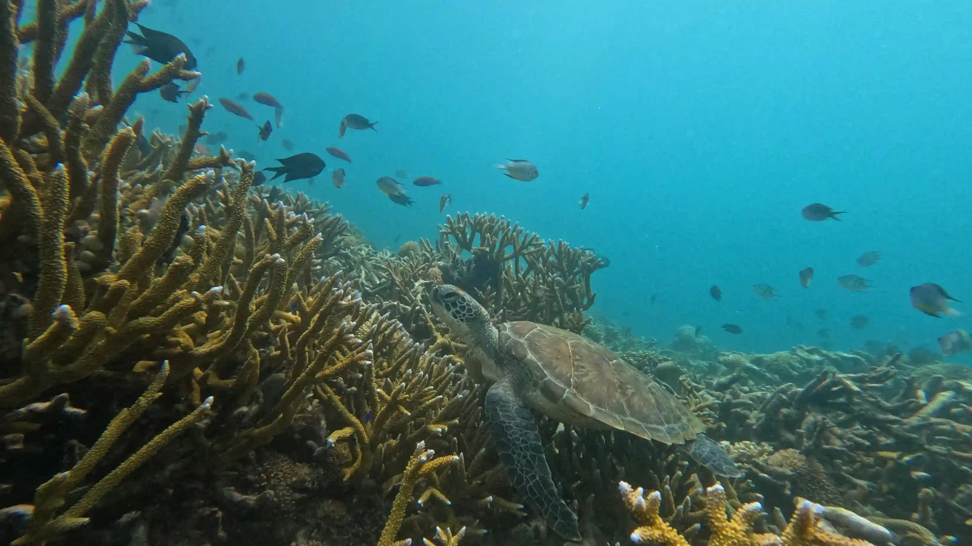 Kanawa Island Dive Day Trip: 2-Tank Komodo Diving