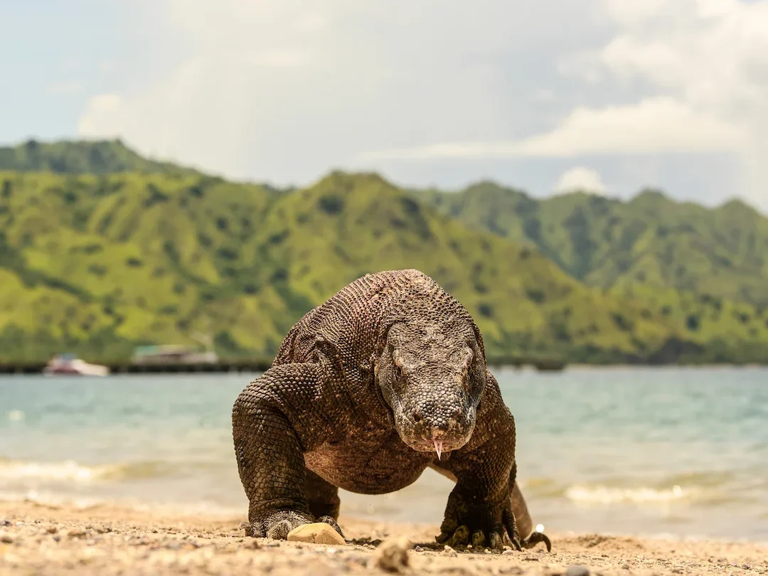Komodo Dragon & Kanawa Island Day Tour