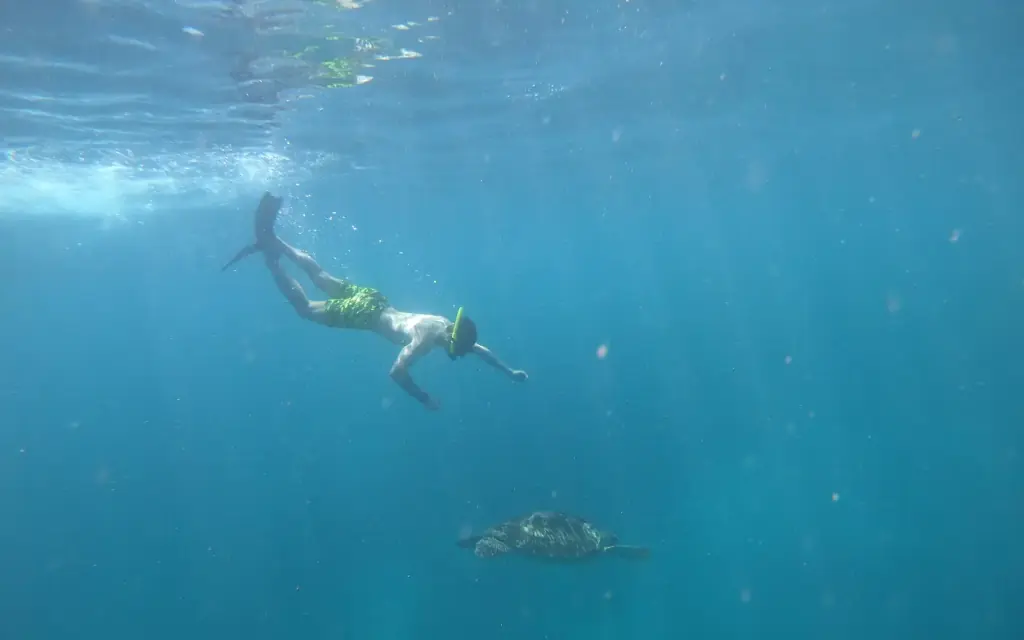 A green sea turtle photographed while snorkelling at Turtle Point, Gili Meno, Lombok.