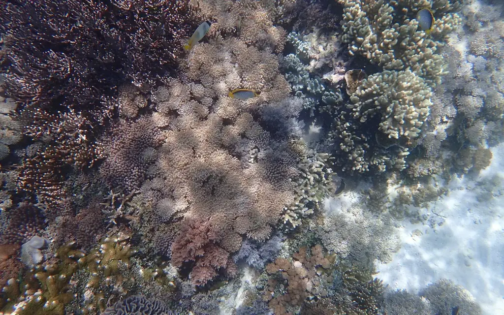 Dense coral cover in many shapes and colours with a few small reef fish, in shallow sunlit water at Pink Beach, Komodo National Park.