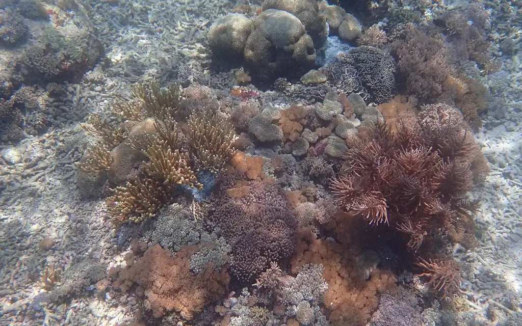 A shallow coral garden with scattered reef fish at Pink Beach, Komodo National Park.