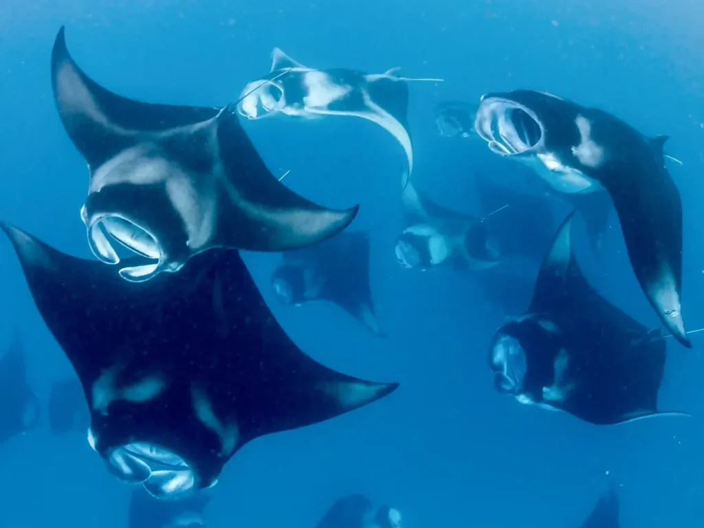 Komodo diving highlights – Manta Point, Batu Bolong & more