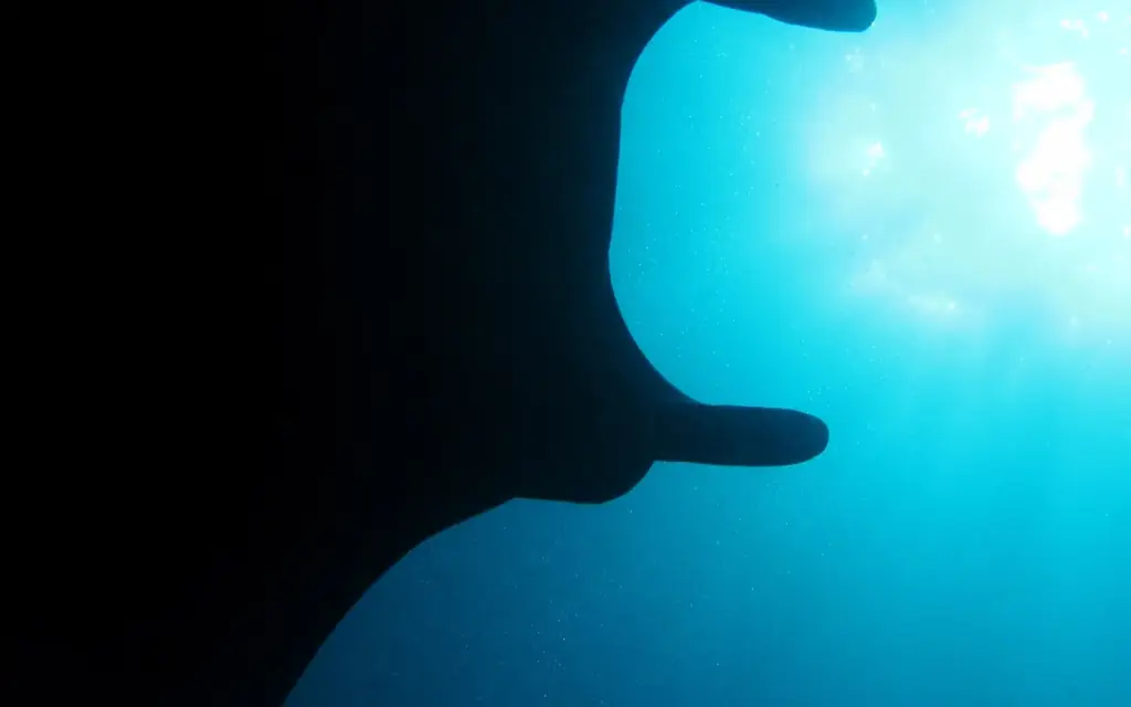 A manta ray silhouetted against the surface light at Manta Alley, near Komodo.
