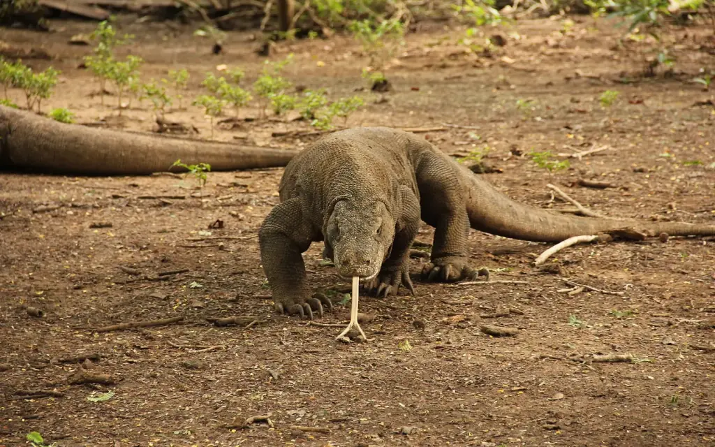 A Komodo dragon walking across bare ground with its forked tongue extended.