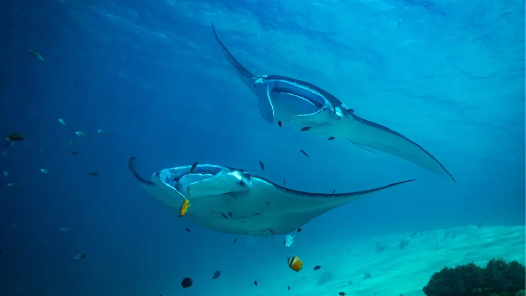 Manta Point & Kanawa Island Day Trip from Labuan Bajo