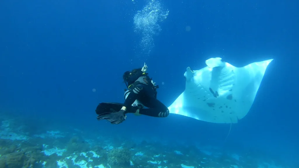 Manta Ray Season in Komodo: Best Months & Where to Go