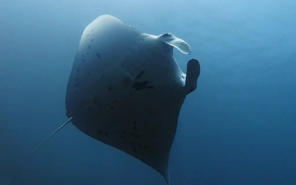 A reef manta ray gliding through open blue water at Manta Alley, near Komodo.