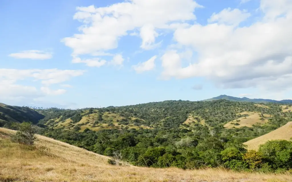 Rolling savannah and scattered scrub on Rinca Island, Komodo National Park.
