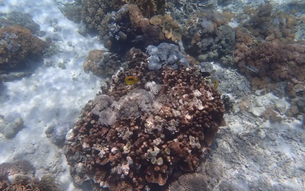 Reef fish and coral photographed at Pink Beach, Komodo National Park.