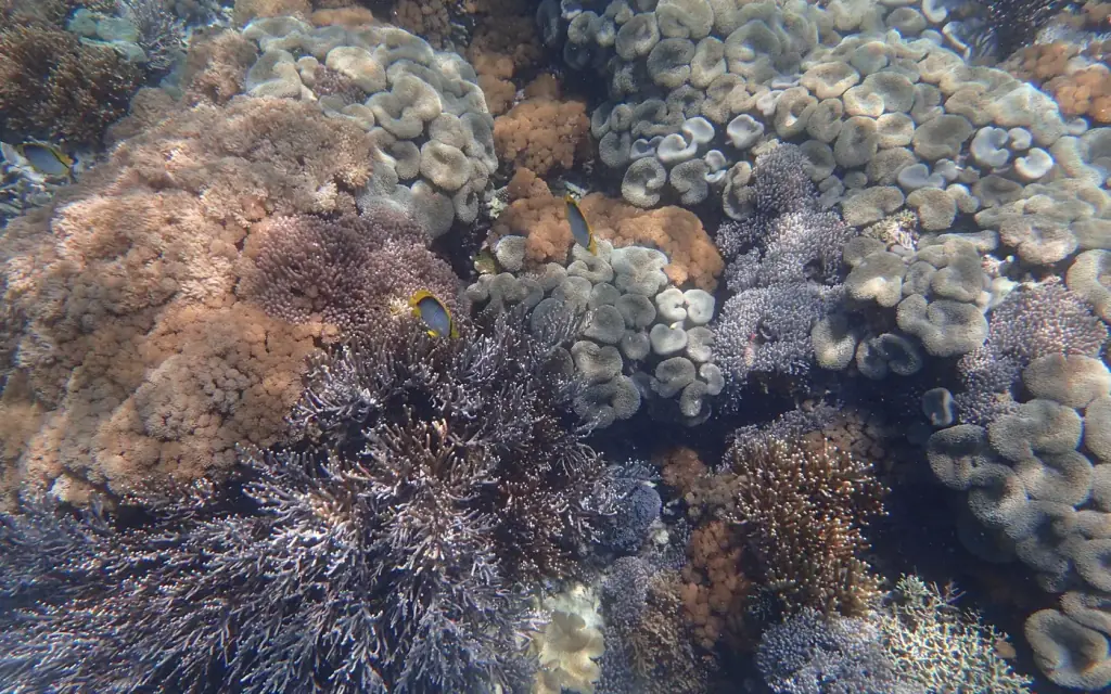 Shallow coral growth at Pink Beach, Komodo National Park.