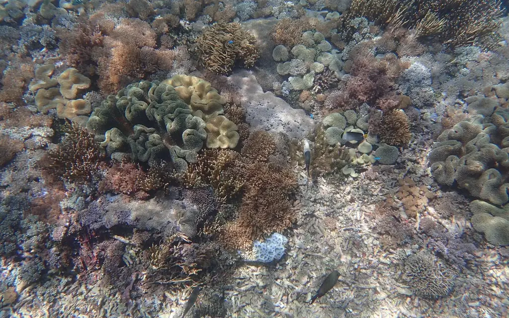 Coral heads and rubble in shallow, sunlit water at Pink Beach, Komodo National Park.