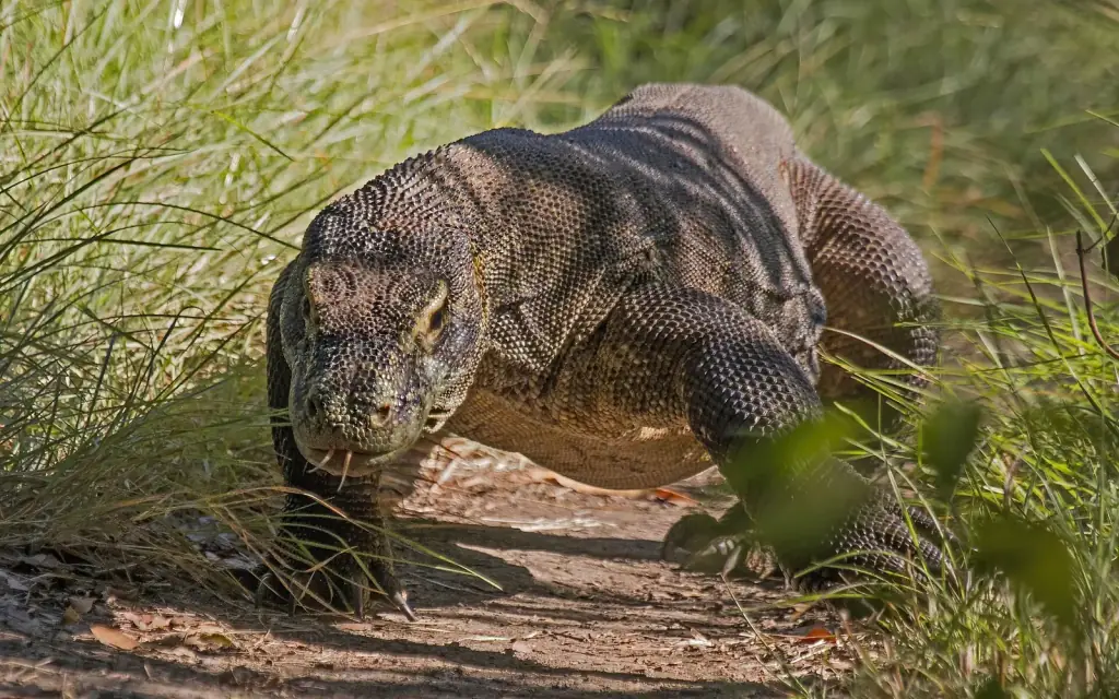 A Komodo dragon moving through dry grass in Komodo National Park.