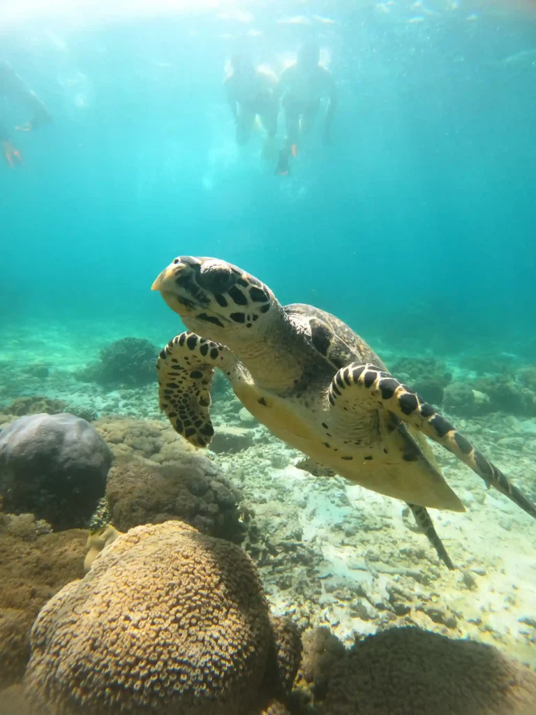 What to pack for Komodo & Kanawa – luggage, reefs, drones